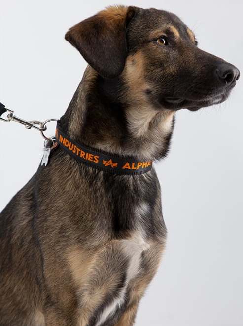 Alpha Industries Obojek AI Dog-Tag Collar černá | oranžová L